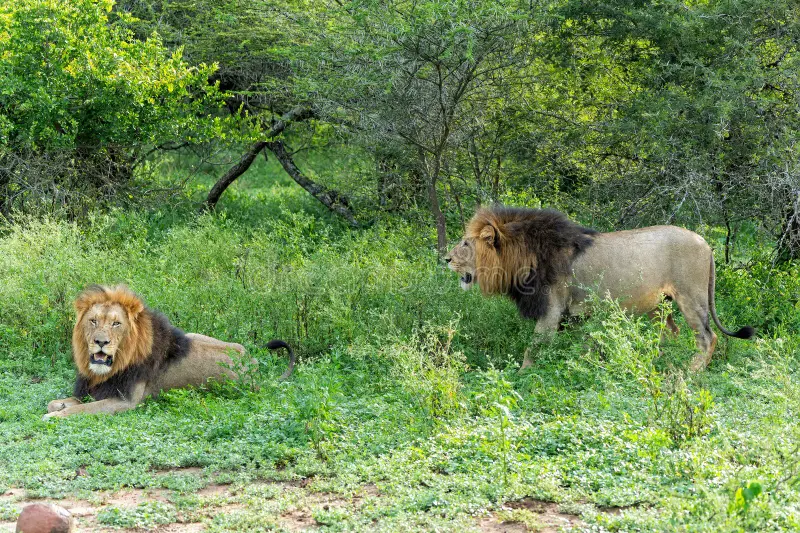 Lion Park